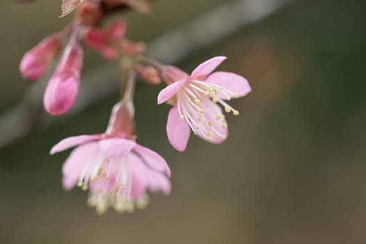 Prunus cerasoides that bloom beautifully in nature.