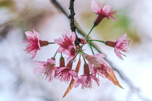 Prunus cerasoides that bloom beautifully in nature.
