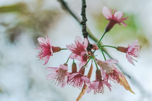 Prunus cerasoides that bloom beautifully in nature.