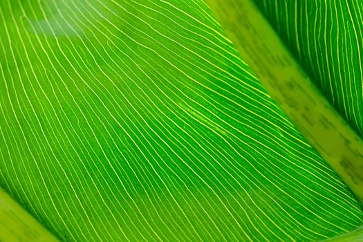 The back of green leaves with beautiful patterns