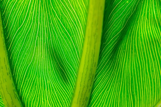 The back of green leaves with beautiful patterns