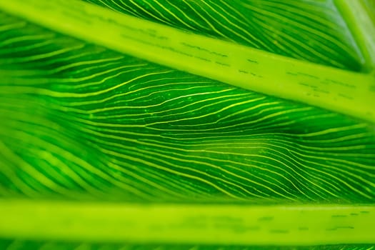 The back of green leaves with beautiful patterns