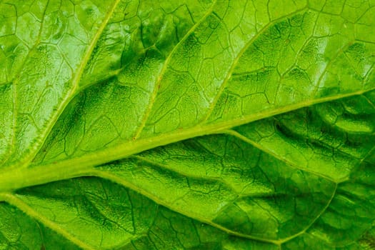 The back of green leaves with beautiful patterns