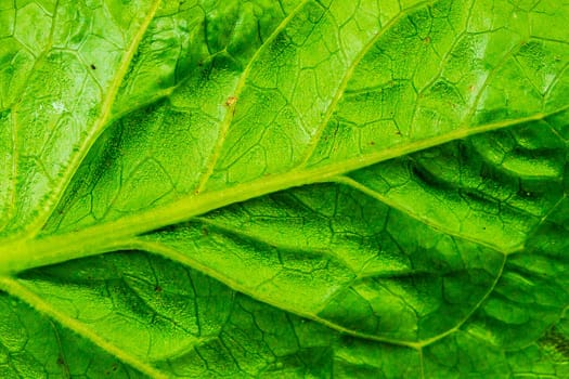 The back of green leaves with beautiful patterns