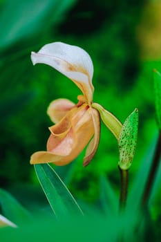 Paphiopedilum gratrixianum is an orchid in the genus Paphiopedilum. Found in Laos