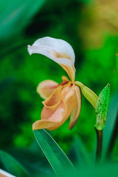 Paphiopedilum gratrixianum is an orchid in the genus Paphiopedilum. Found in Laos