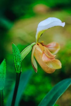 Paphiopedilum gratrixianum is an orchid in the genus Paphiopedilum. Found in Laos