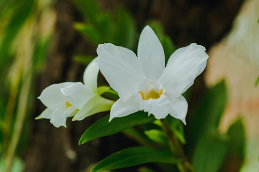 Dendrobium infundibulum fragrant flowers Flowering from September to May