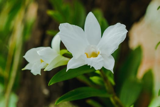 Dendrobium infundibulum fragrant flowers Flowering from September to May