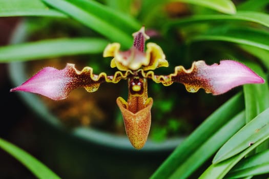 Paphiopedilum hirsutissimum Is a clay orchid Found in the crevices of the rocks or in the shade