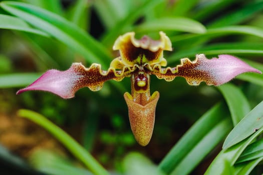 Paphiopedilum hirsutissimum Is a clay orchid Found in the crevices of the rocks or in the shade