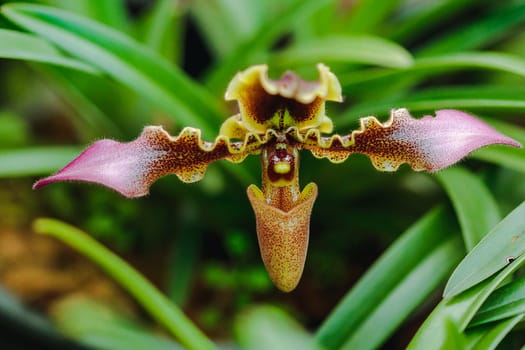 Paphiopedilum hirsutissimum Is a clay orchid Found in the crevices of the rocks or in the shade