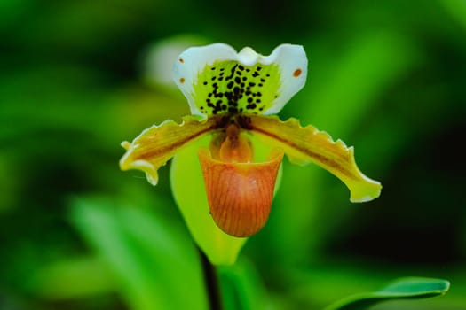 Paphiopedilum gratrixianum is an orchid in the genus Paphiopedilum. Found in Laos