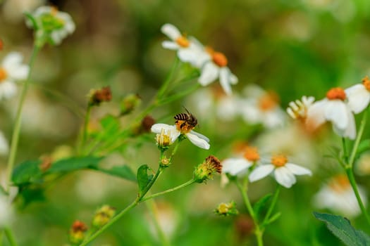 The Spanish needle is both flowers, herbs and weeds.