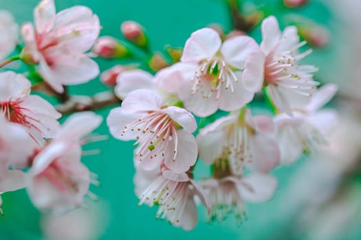 Prunus cerasoides in nature