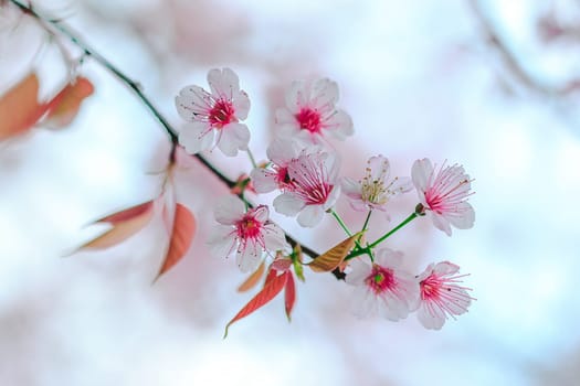 Prunus cerasoides in nature