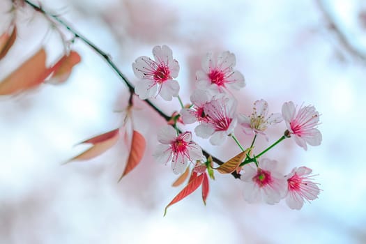 Prunus cerasoides in nature