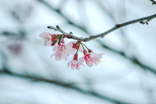 Prunus cerasoides in nature