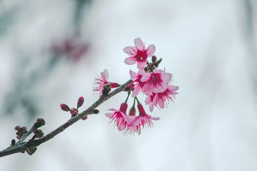 Prunus cerasoides in nature