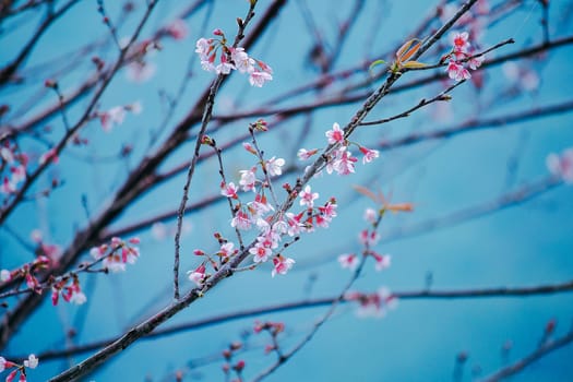 Prunus cerasoides in nature