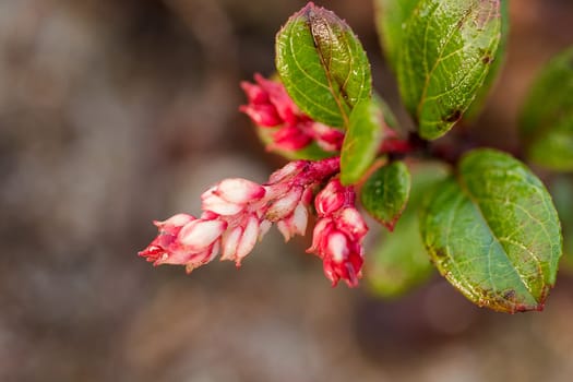 vaccinum eberhardtii dop var is a shrub in the family of Doi Ericaceae Rose family. It is delicious.