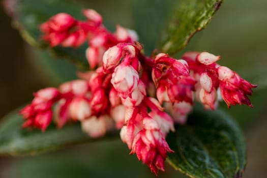 vaccinum eberhardtii dop var is a shrub in the family of Doi Ericaceae Rose family. It is delicious.