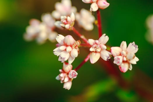 Tiny white flowers Located on Doi Inthanon, Thailand