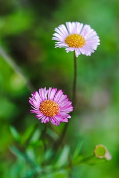 White and pink flowers On the ground is blooming beautifully