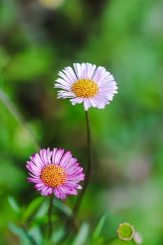 White and pink flowers On the ground is blooming beautifully