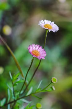 White and pink flowers On the ground is blooming beautifully