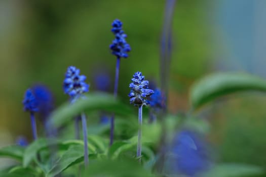 Blue Salvia flower in the garden