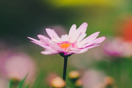 Pink Chrysanthemum in the garden is blooming And a beautiful flower with colorful shapes