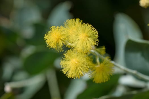 Acacia podalyriifolia, yellow flowers, light fragrance Into a round bouquet