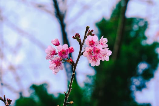 Prunus cerasoides are beautiful pink in nature.