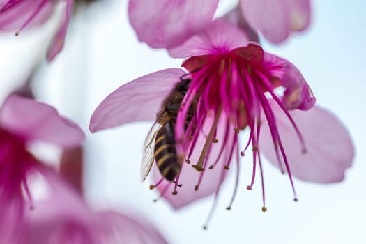 The bee is sucking the nectar of the flower. Prunus cerasoides are beautiful pink in nature. In the north of Thailand Flowering during January - February