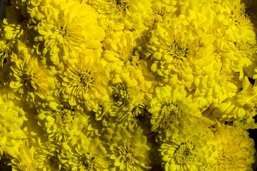 Chrysanthemum, yellow, is another cut flower that is popularly planted and used.