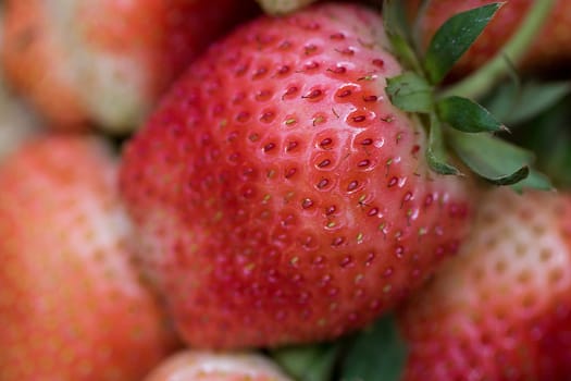 Red strawberries have a sweet and sour taste.Strawberry is an important commercial fruit. There is a wide variety of weather conditions around the world.