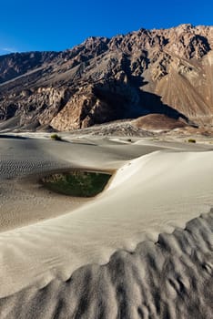 Sand dunes in Nubra valley in Himalayas. Hunder, Nubra valley, Ladakh