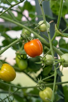 Red, ripe tomato on a bush in a greenhouse. Tomatoes in a greenhouse. Plantation of tomatoes. Organic farming, growth of young tomato plants in a greenhouse.