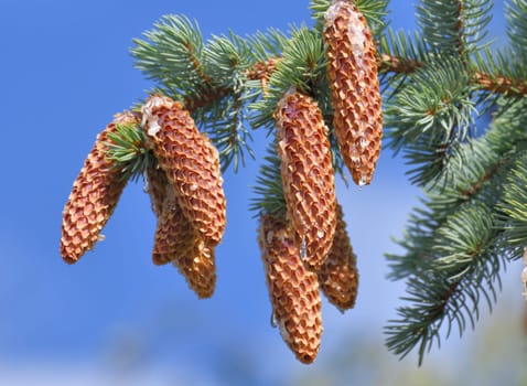 Spruce branches with lots of cones