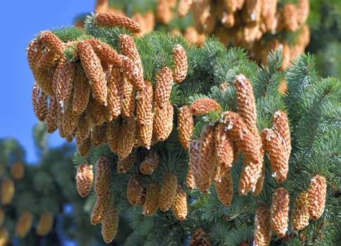 Spruce branches with lots of cones