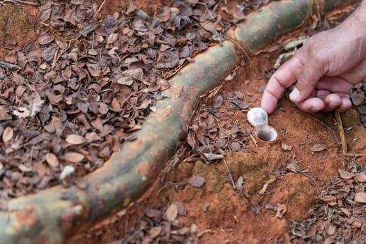 A human hand delicately reveals a hidden spider trap, a remarkable arachnid home with a leaf door.
