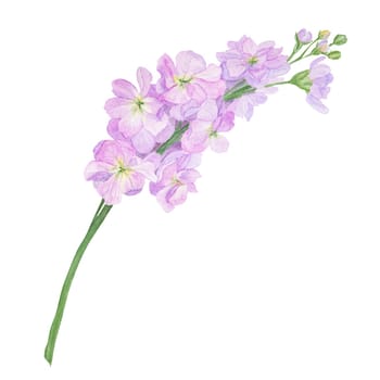 Garden lilac stock, violet gillyflower watercolor illustration. Hand drawn botanical painting, floral sketch. Colorful sweet pea flower clipart for summer or autumn design of wedding invitation, prints, greetings, sublimation, textile