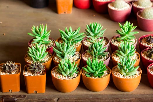 Cactus in pots placed on the floor