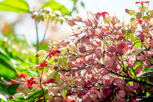 Clerodendrum speciosum Dombr red-purple, like the sunPopularly planted as a wooden arch