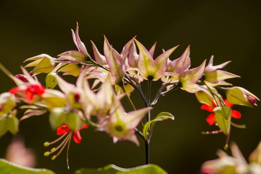 Clerodendrum speciosum Dombr red-purple, like the sunPopularly planted as a wooden arch
