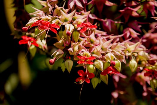 Clerodendrum speciosum Dombr red-purple, like the sunPopularly planted as a wooden arch