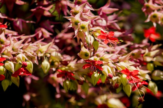 Clerodendrum speciosum Dombr red-purple, like the sunPopularly planted as a wooden arch