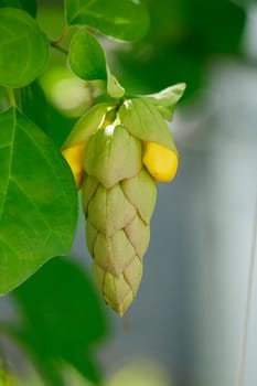 Gmelina philippensis is a shrubbery.Parrots Beak Shrub Ching-chai will grow happily and flower in a pot or in-ground.