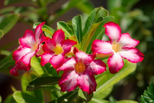 Adenium pink is blooming